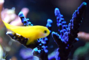 le-meilleur-éclairage-pour-aquarium
